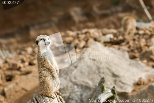 Image of meerkat or suricate