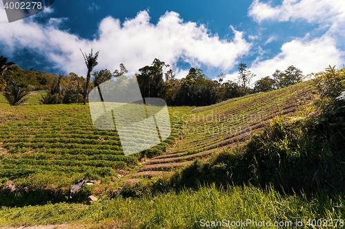 Image of terraced paddy fields in north Bali