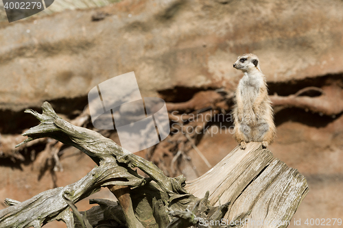 Image of meerkat or suricate