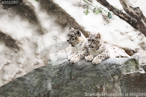 Image of snow leopard family, Irbis Uncia uncia