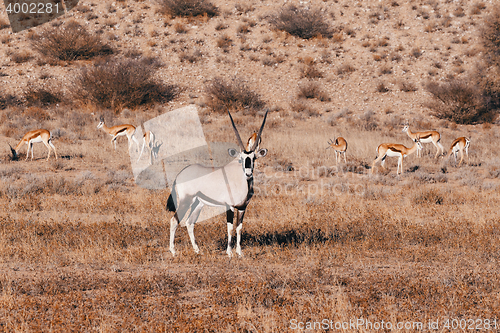 Image of Gemsbok, Oryx gazella in kgalagadi