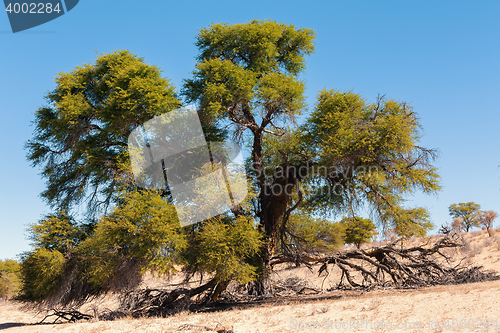 Image of dry kgalagadi transfontier park