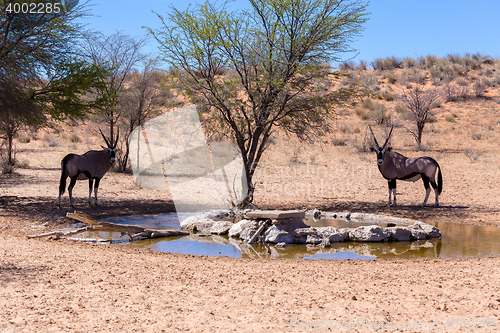 Image of Gemsbok, Oryx gazella in kgalagadi