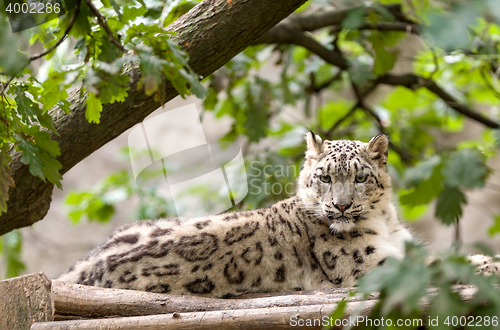 Image of snow leopard, Irbis Uncia uncia