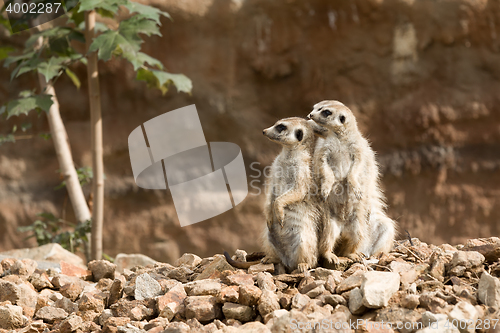 Image of family of meerkat or suricate