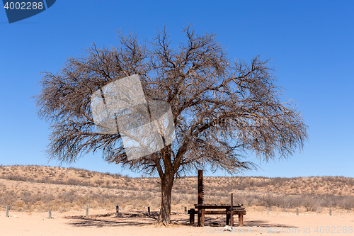 Image of dry kgalagadi transfontier park