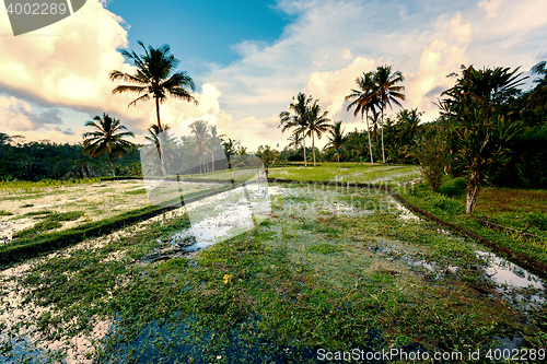 Image of Rice terraced paddy fields in Gunung Kawi