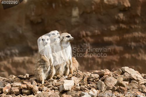 Image of family of meerkat or suricate