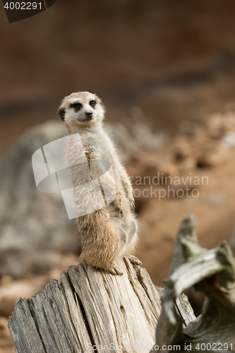 Image of meerkat or suricate