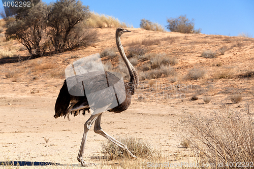 Image of Ostrich in dry Kgalagadi park, South Africa