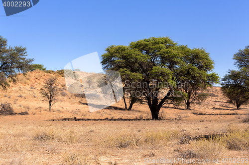 Image of dry kgalagadi transfontier park