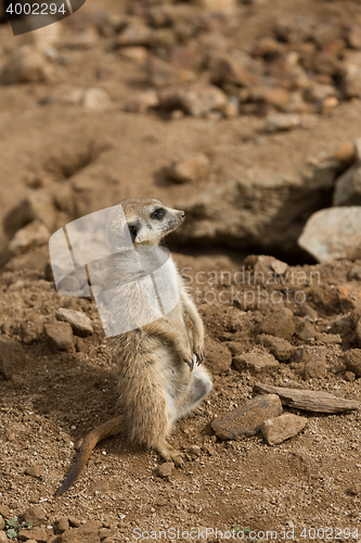 Image of meerkat or suricate