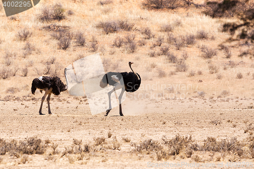 Image of Ostrich in dry Kgalagadi park, South Africa