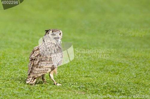 Image of Eurasian Eagle Owl (Bubo bubo)