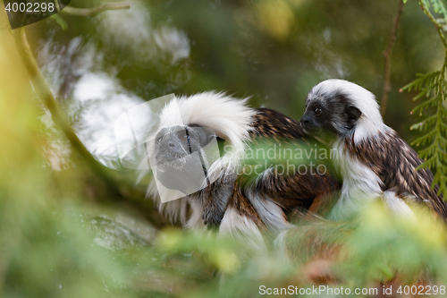 Image of tamarin family with small baby
