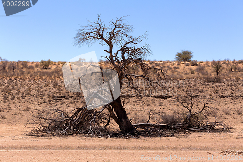 Image of dry kgalagadi transfontier park