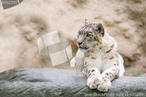 Image of snow leopard, Irbis Uncia uncia