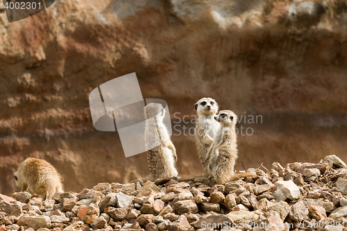 Image of family of meerkat or suricate