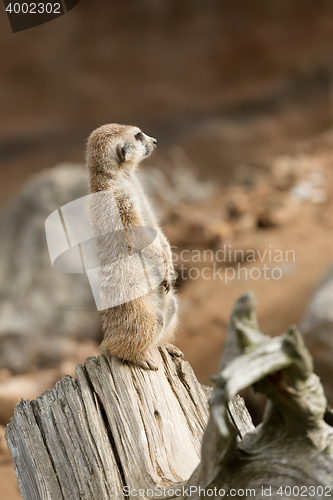 Image of meerkat or suricate