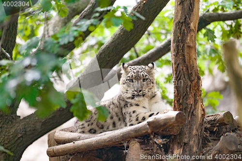 Image of snow leopard, Irbis Uncia uncia