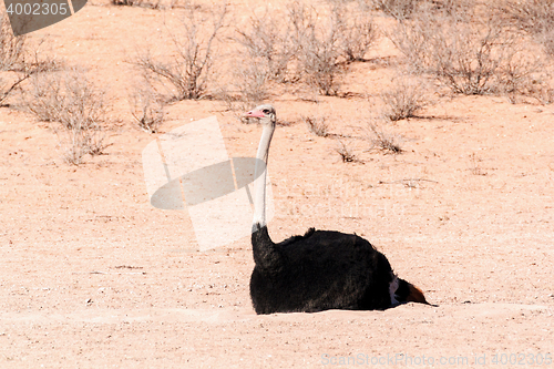 Image of Ostrich in dry Kgalagadi park, South Africa