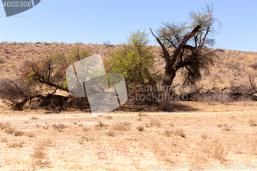 Image of African masked weaver nest on kgalagadi