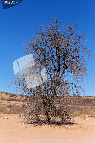 Image of dry kgalagadi transfontier park