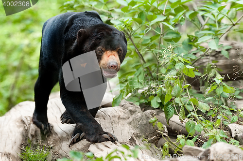 Image of Malaysian bear or Sun bear 