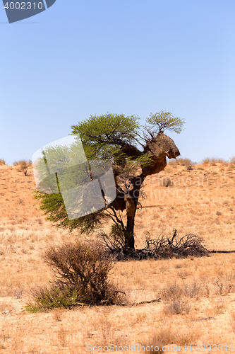 Image of African masked weaver nest on kgalagadi