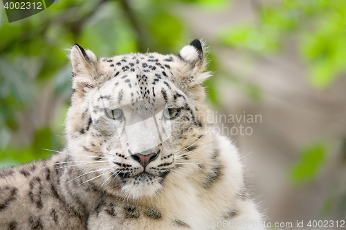 Image of snow leopard, Irbis Uncia uncia