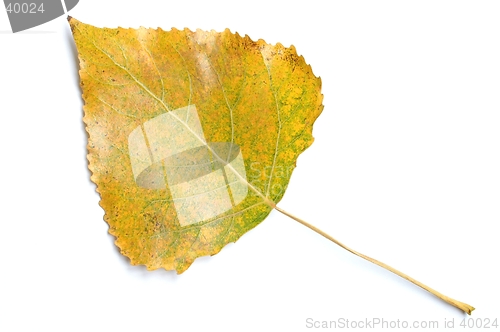 Image of Leaf