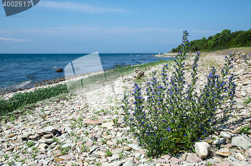 Image of Coastline with blue-weed