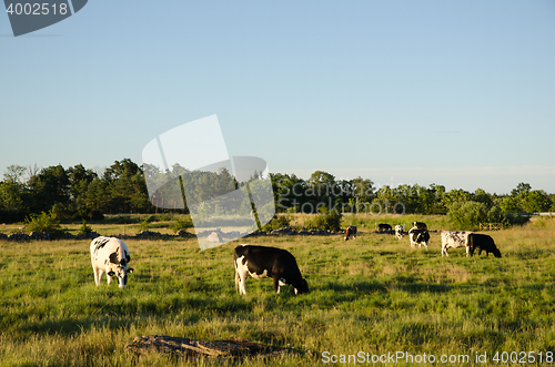 Image of Grazing cattle in evening sunshine