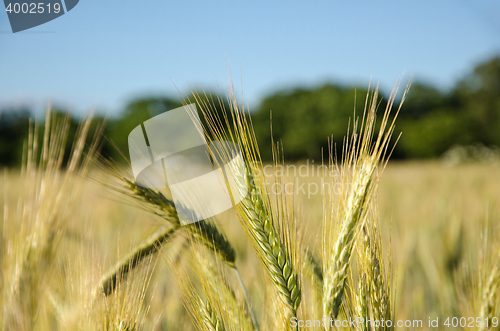 Image of Cornfield detail