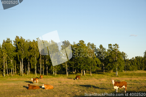 Image of Herd of cattle in a idyllic landscape