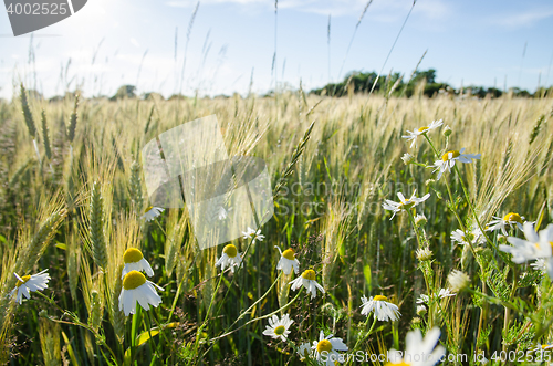 Image of Chamomile flowers in a field