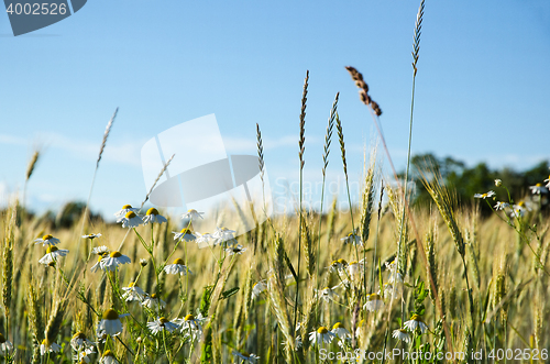 Image of Mayweed flowers in a corn field