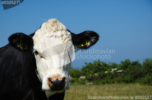 Image of Curious cow watching