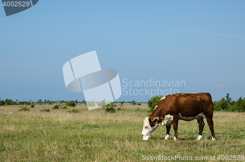 Image of Cow licks on a block of salt