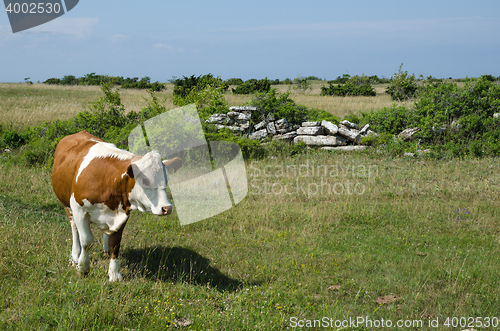 Image of Cow in a green pastureland