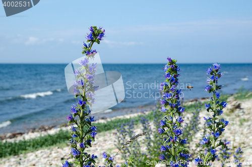 Image of Blue-weed closeup by the coast