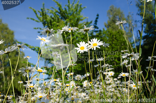 Image of Group of daisies in a summer meadow