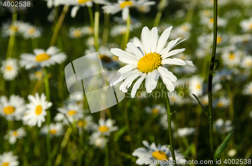 Image of One focused daisy i a group