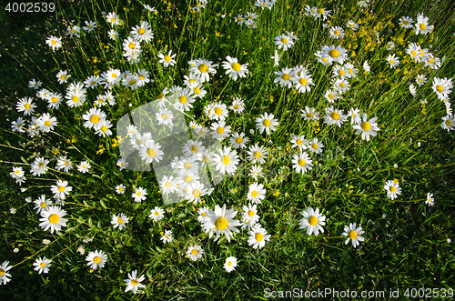 Image of Group of daisies from above