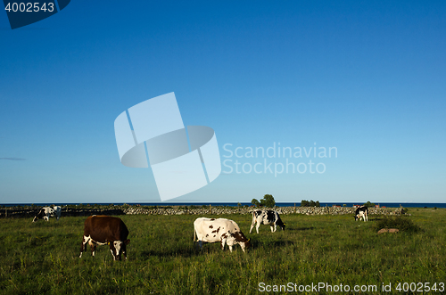 Image of Grazing cattle in a coastal landscape