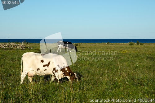 Image of Grazing cows in a coastal pasture land