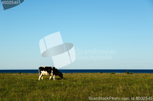 Image of Cow in a peaceful pasture land