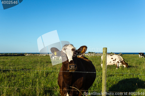 Image of Curious cow behind a fence