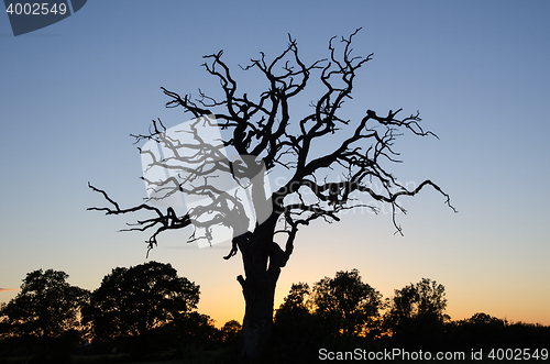 Image of Dead oak tree by twilight