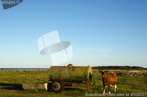 Image of Cow by an old water cistern